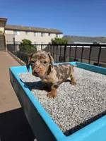 Rose, a female Miniature Dachshund for sale in Hawthorne, CA – 5 of 8