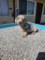 Lilly, a female Miniature Dachshund for sale in Hawthorne, CA – 8 of 9