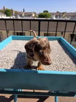 Oliver, a male Miniature Dachshund for sale in Hawthorne, CA – 7 of 10