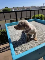 Lilly, a female Miniature Dachshund for sale in Hawthorne, CA – 6 of 9