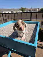 Rosalina, a female Miniature Dachshund for sale in Hawthorne, CA – 2 of 10