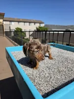 Rose, a female Miniature Dachshund for sale in Hawthorne, CA – 3 of 8
