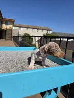 Rosalina, a female Miniature Dachshund for sale in Hawthorne, CA – 3 of 10
