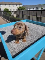 Rose, a female Miniature Dachshund for sale in Hawthorne, CA – 6 of 8