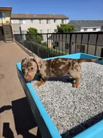 Rose, a female Miniature Dachshund for sale in Hawthorne, CA – 8 of 8