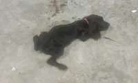 Blossom, a female Boykin Spaniel for sale in Batesburg, SC – 2 of 2