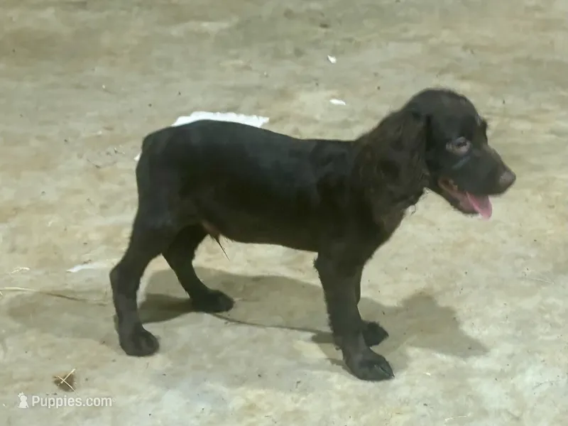 Blue Boy – Boykin Spaniel puppy for sale in Batesburg, SC