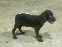 Blue Boy, a male Boykin Spaniel for sale in Batesburg, SC – 1 of 1