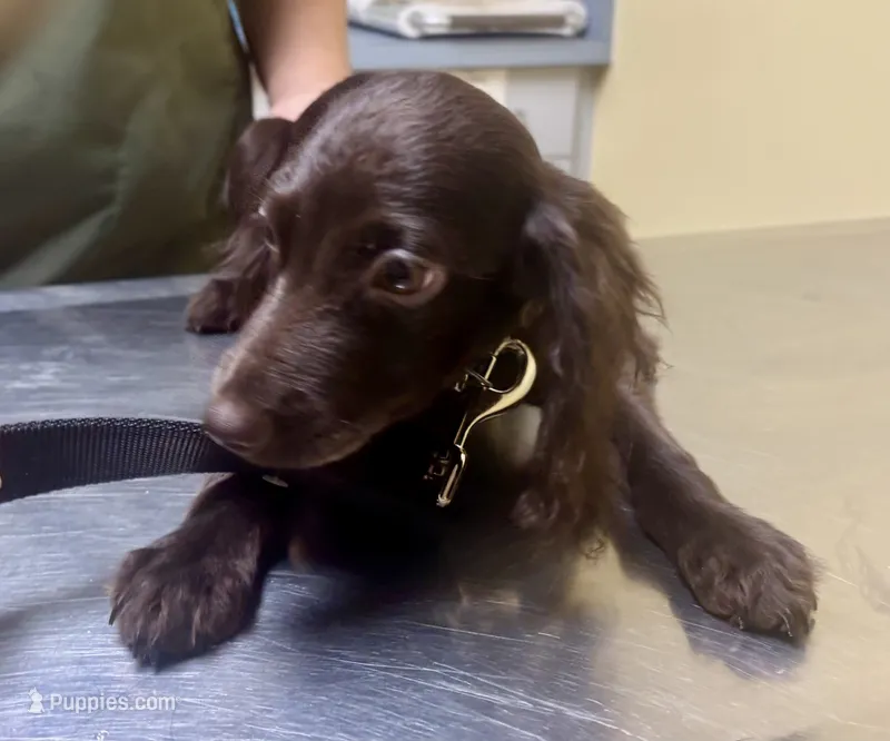 Blue Bell – Boykin Spaniel puppy for sale in Batesburg, SC
