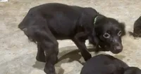 Spice Girl, a female Boykin Spaniel for sale in Batesburg, SC – 1 of 1
