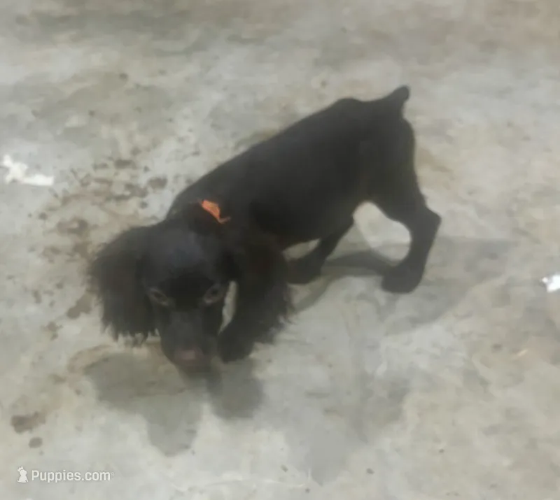Blossom – Boykin Spaniel puppy for sale in Batesburg, SC