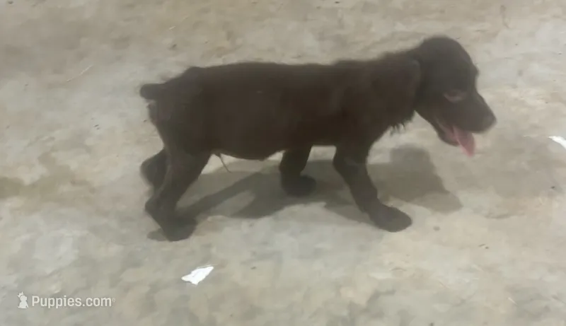 Henry – Boykin Spaniel puppy for sale in Batesburg, SC