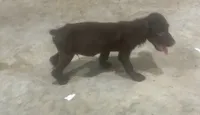 Henry, a male Boykin Spaniel for sale in Batesburg, SC – 1 of 1