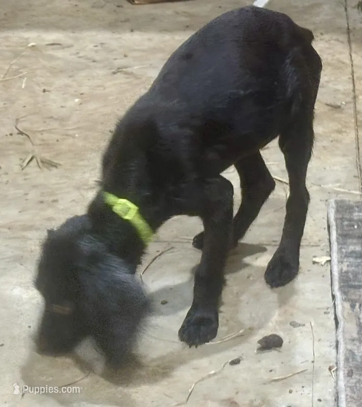 Tinkerbell – Boykin Spaniel puppy for sale in Batesburg, SC