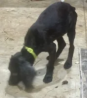 Tinkerbell, a female Boykin Spaniel for sale in Batesburg, SC – 1 of 1
