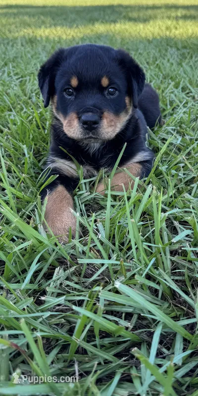 Puppy 1 – Rottweiler puppy for sale in Plant City, FL