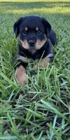 Puppy 1, a male Rottweiler for sale in Plant City, FL – 1 of 1