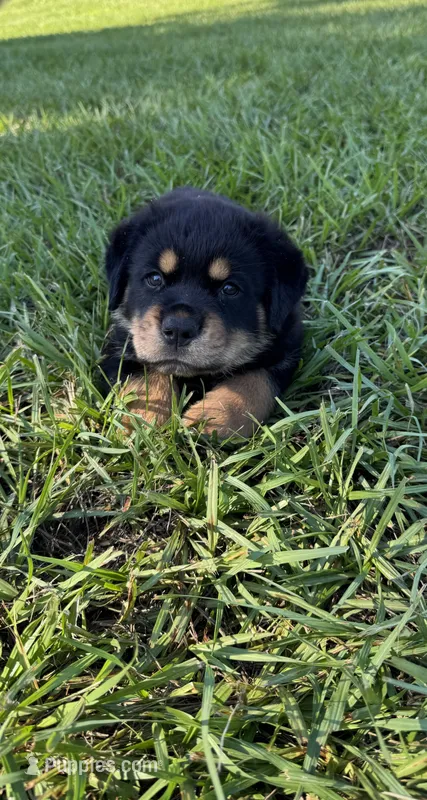 Puppy 2 – Rottweiler puppy for sale in Plant City, FL