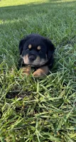 Puppy 2, a male Rottweiler for sale in Plant City, FL – 1 of 1