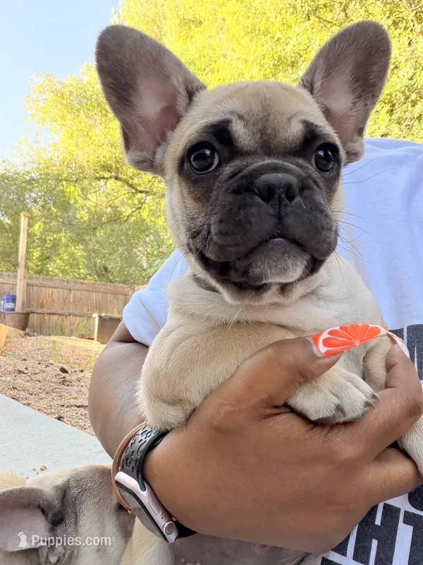 Mr. spot – French Bulldog puppy for sale in Fountain, CO