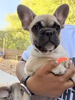 Mr. spot, a male French Bulldog for sale in Fountain, CO – 1 of 5
