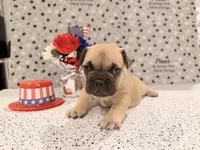 Sable , a male French Bulldog for sale in Fountain, CO – Photo 2 of 2