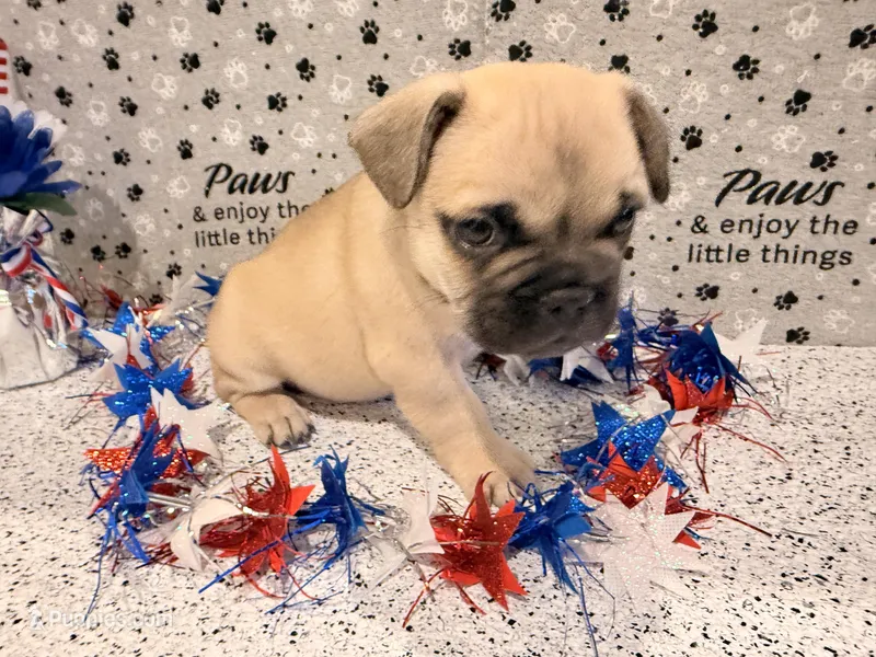 Sable  – French Bulldog puppy for sale in Fountain, CO