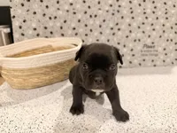 Mr. Black , a male French Bulldog for sale in Fountain, CO – Photo 3 of 3