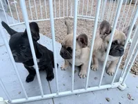 Mr .Black, a male French Bulldog for sale in Fountain, CO – 3 of 7