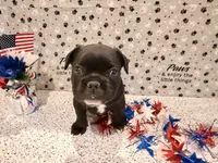 Mr .Black, a male French Bulldog for sale in Fountain, CO – 6 of 7