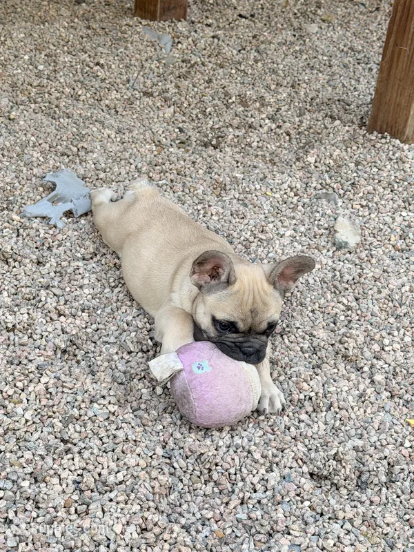 Sable  – French Bulldog puppy for sale in Fountain, CO