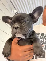 Mr .Black, a male French Bulldog for sale in Fountain, CO – 5 of 7