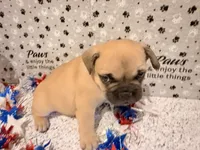 Mr. spot, a male French Bulldog for sale in Fountain, CO – 2 of 5