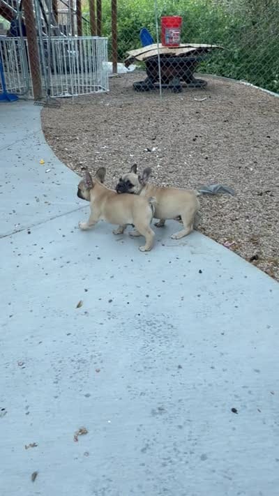 Mr. spot, a male French Bulldog for sale in Fountain, CO – 5 of 5