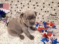 Miss Blue, a female French Bulldog for sale in Fountain, CO – Photo 2 of 3