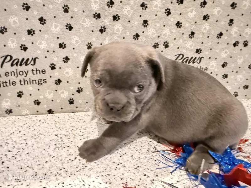 Miss Blue – French Bulldog puppy for sale in Fountain, CO