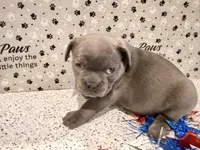 Miss Blue, a female French Bulldog for sale in Fountain, CO – Photo 1 of 3