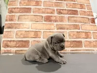 Miss Blue, a female French Bulldog for sale in Fountain, CO – Photo 3 of 3