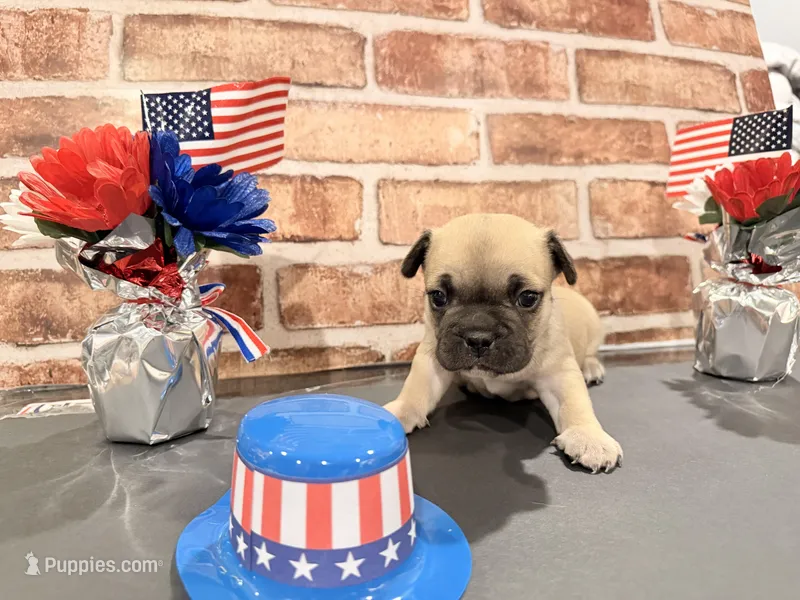 Mr. spot – French Bulldog puppy for sale in Fountain, CO
