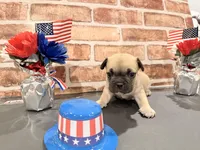 Mr. spot, a male French Bulldog for sale in Fountain, CO – Photo 1 of 2