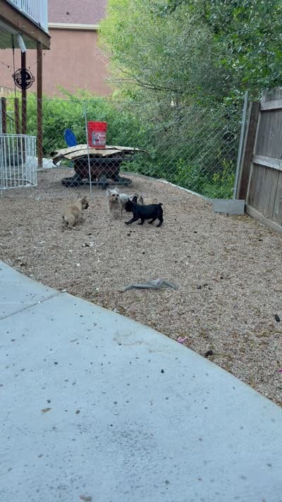 Mr .Black, a male French Bulldog for sale in Fountain, CO – 4 of 7