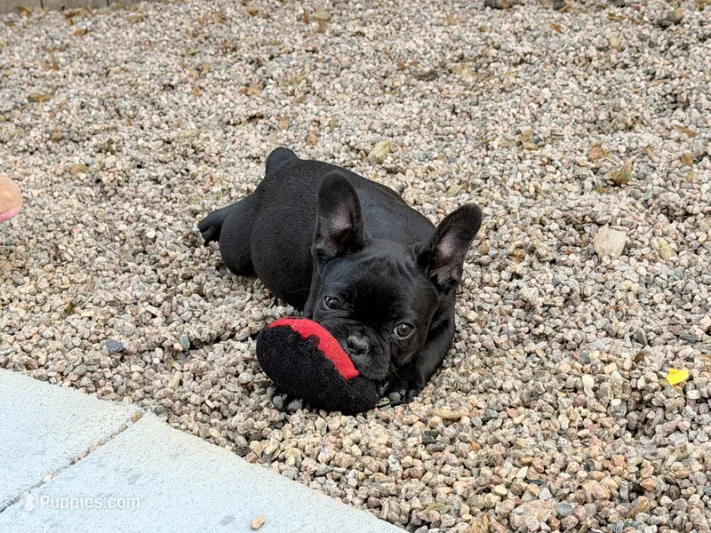 Mr .Black – French Bulldog puppy for sale in Fountain, CO