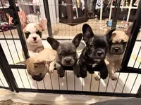 Mr .Black, a male French Bulldog for sale in Fountain, CO – 7 of 7