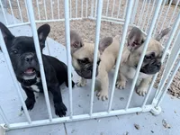Mr. spot, a male French Bulldog for sale in Fountain, CO – 4 of 5