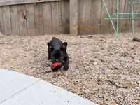 Mr .Black, a male French Bulldog for sale in Fountain, CO – 2 of 7
