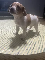 Princess, a female French Bulldog and Beagle for sale in Bowling Green, KY – 2 of 5