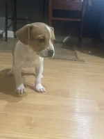 Princess, a female French Bulldog and Beagle for sale in Bowling Green, KY – 4 of 5
