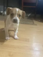 Princess, a female French Bulldog and Beagle for sale in Bowling Green, KY – 3 of 5