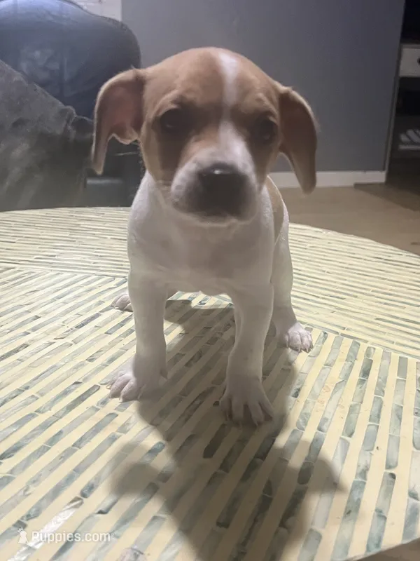 Princess – French Bulldog, Beagle puppy for sale in Bowling Green, KY
