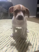 Princess, a female French Bulldog and Beagle for sale in Bowling Green, KY – 1 of 5